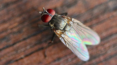 Stubenfliege (9).jpg